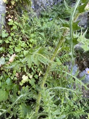 Cirsium edule