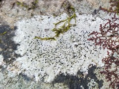 Lecanora oreinoides