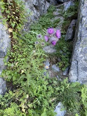 Cirsium edule