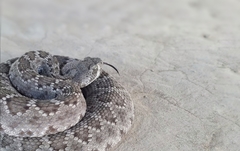 Crotalus scutulatus