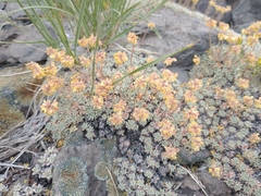 Eriogonum caespitosum