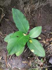 Spathiphyllum wallisii