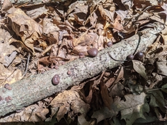 Daldinia concentrica