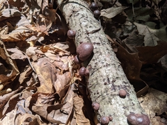 Daldinia concentrica