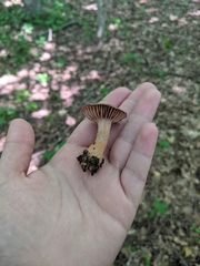 Cortinarius rubripes
