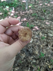 Cortinarius rubripes