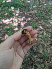 Cortinarius rubripes