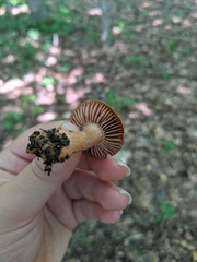 Cortinarius rubripes