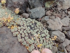 Eriogonum caespitosum