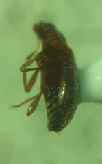 Melanophthalma