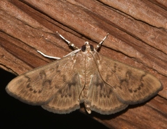 Psara obscuralis