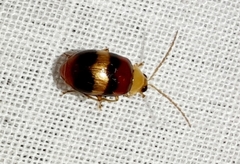 Monolepta orientalis