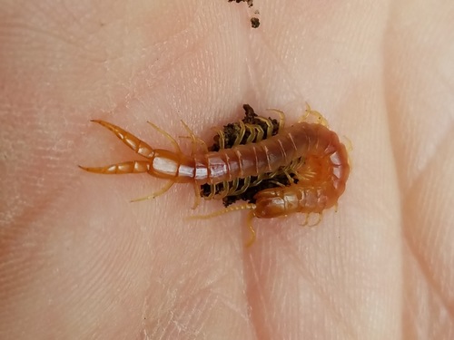 Theatops spinicaudus