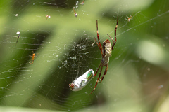 Argiope radon