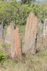 Amitermes meridionalis