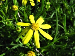 Senecio spanomerus