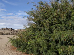 Prosopis pubescens image