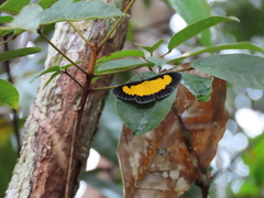 Xanthyris flaveolata