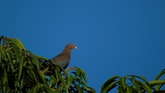Patagioenas flavirostris