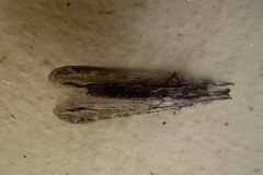 Centroclisis