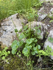 Parnassia fimbriata