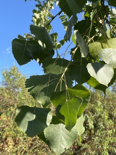 iNaturalist observation photo of Frémont Cottonwood