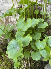 Parnassia fimbriata