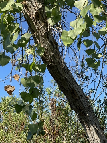 iNaturalist observation photo of Frémont Cottonwood