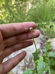 Parnassia fimbriata