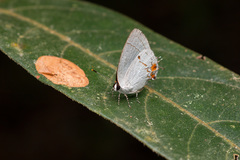 Iaspis andersoni