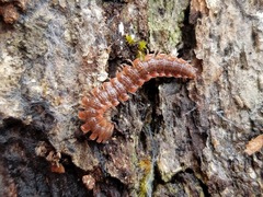 Pseudopolydesmus erasus