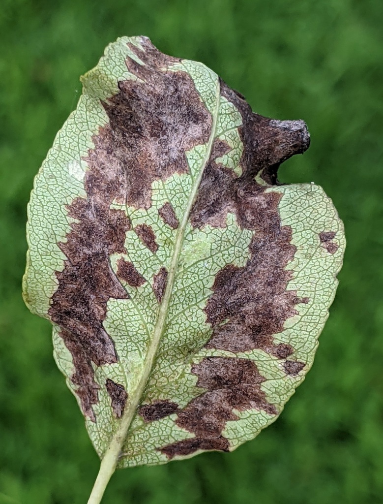 Pear leaf blister mite