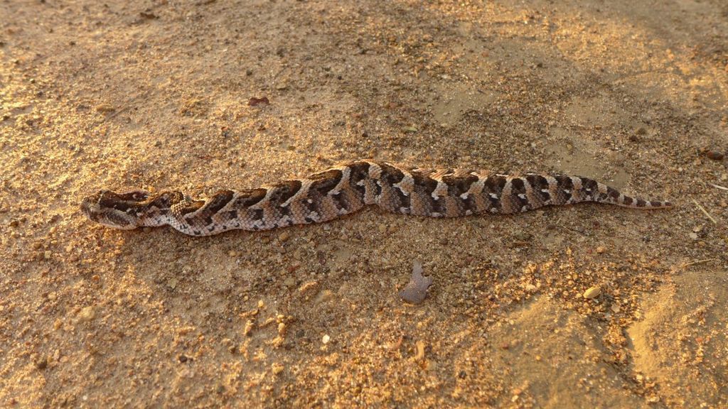 Puff Adder Reptiles Of The WAP Complex INaturalist