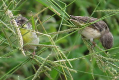 Crithagra citrinipectus