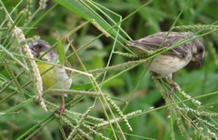 Crithagra citrinipectus