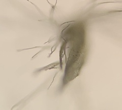 Calamagrostis stricta