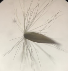 Calamagrostis stricta