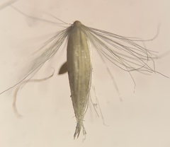 Calamagrostis stricta