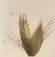 Calamagrostis stricta