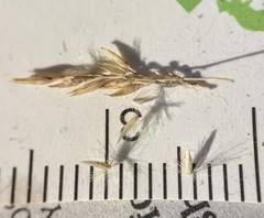 Calamagrostis stricta