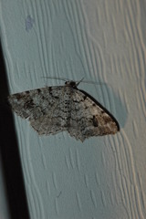 Macaria pinistrobata