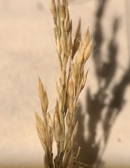 Calamagrostis stricta
