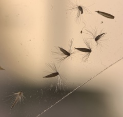 Calamagrostis stricta