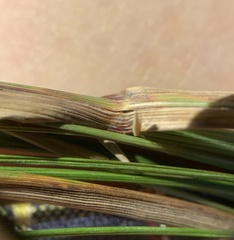 Calamagrostis stricta