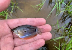 Trichopodus trichopterus