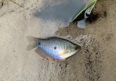 Trichopodus trichopterus