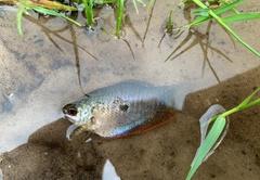 Trichopodus trichopterus