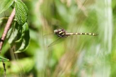 Cordulegaster bilineata