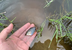 Trichopodus trichopterus