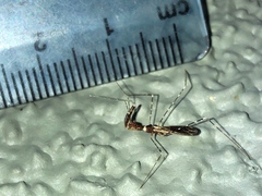 Stenolemoides arizonensis